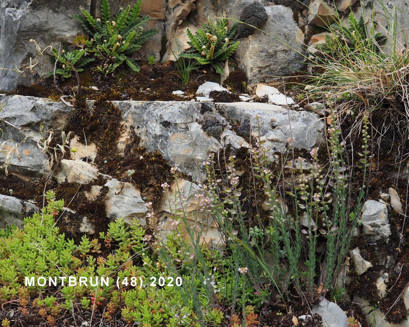 Candytuft, Burnt plant